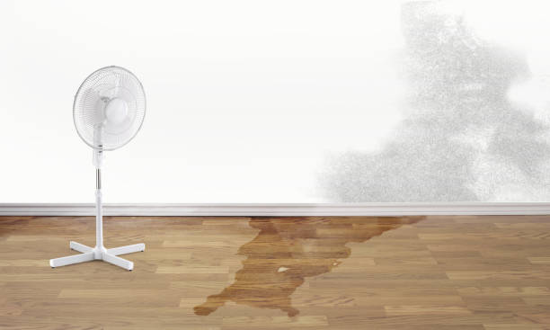 Best Basement water damage restoration  in Glespie, IL