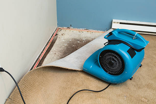 Best Carpet water damage restoration  in Glespie, IL